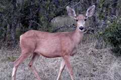 Deer0573