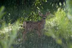 Fawn_0404