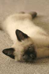 GalapagoKitten1