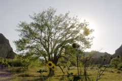 Roxborough2002.0451