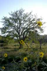 Roxborough2002.0458