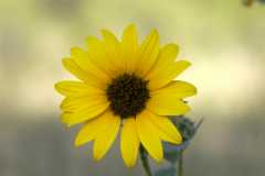 RoxboroughSunflower0444