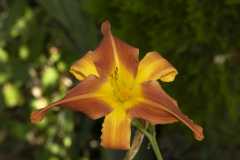 TigerLily0158