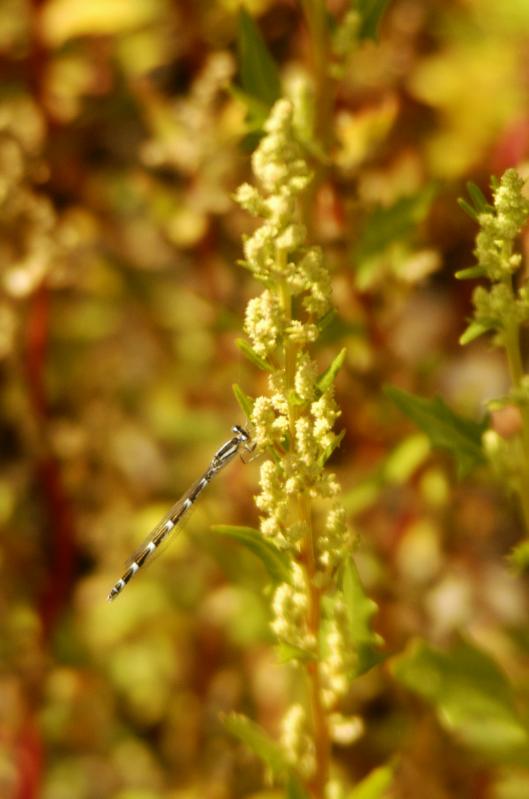 Dragonfly591