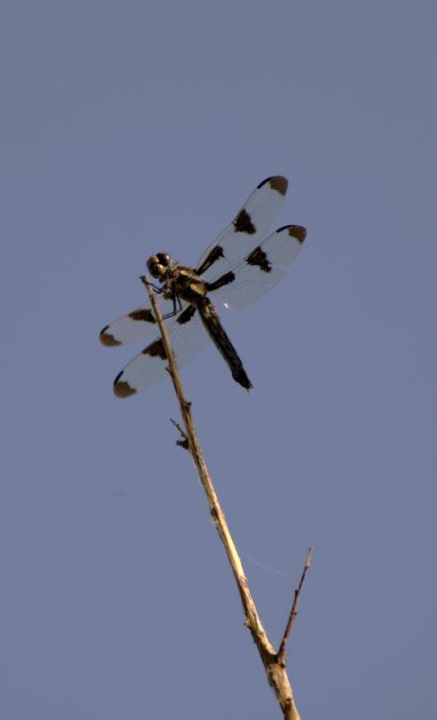Dragonfly_1357