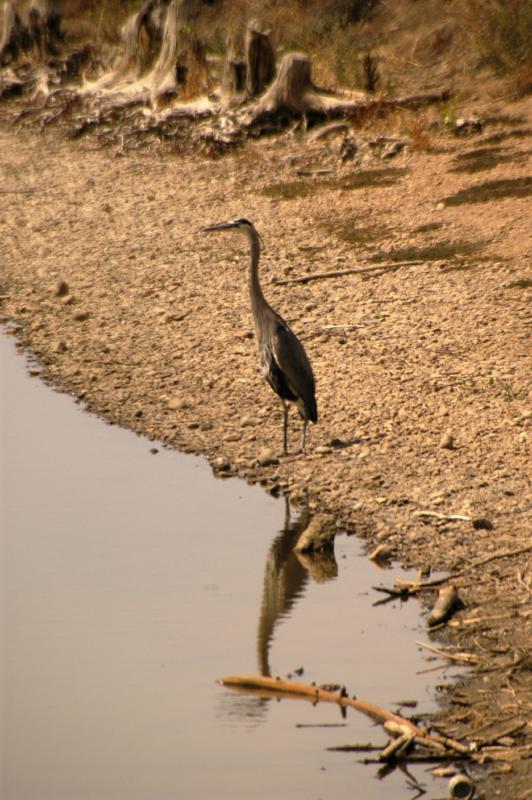 Heron526