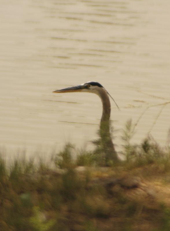 Heron532