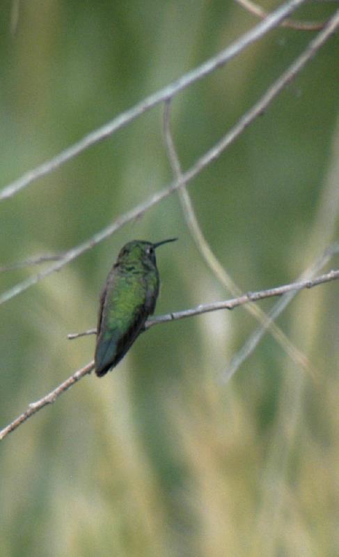 Hummingbird_0533