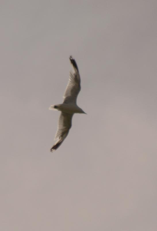 Seagull578