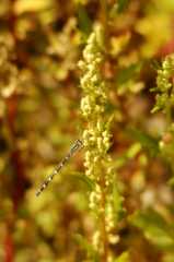 Dragonfly591