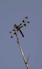 Dragonfly_1357
