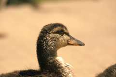 Duck1235