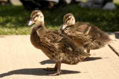 Ducks229