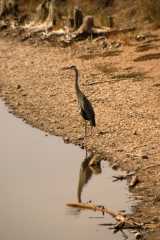 Heron526