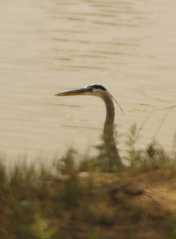 Heron532
