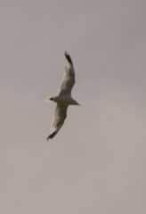 Seagull578