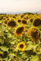 Sunflowers466