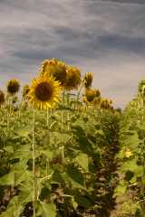 Sunflowers488