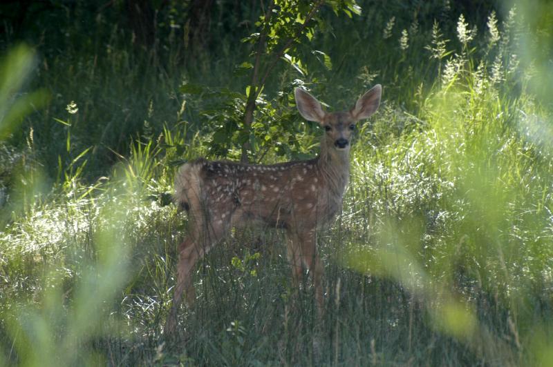 Fawn_0404