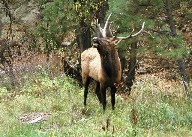 Elk_81c