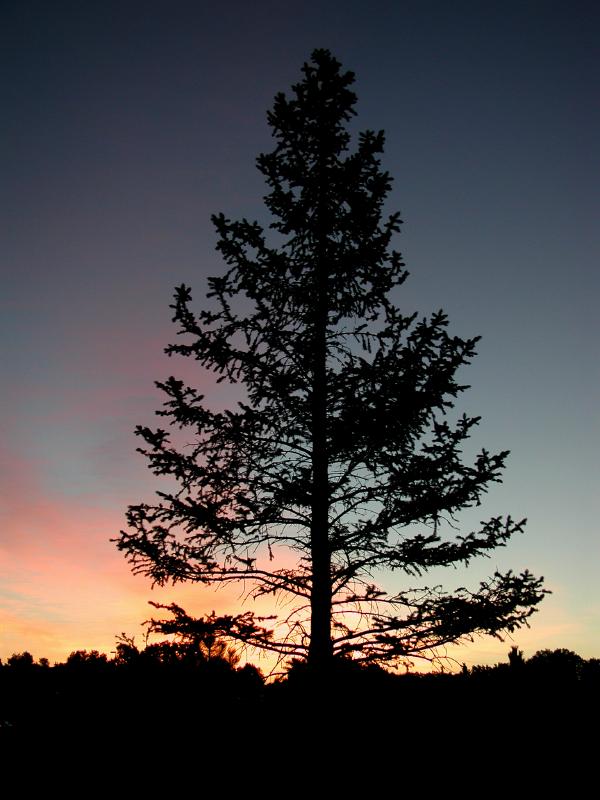 PineatSunrise