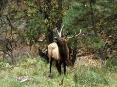 Elk_81