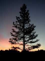 PineatSunrise