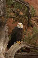 BaldEagle117
