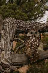 BarredOwl4025