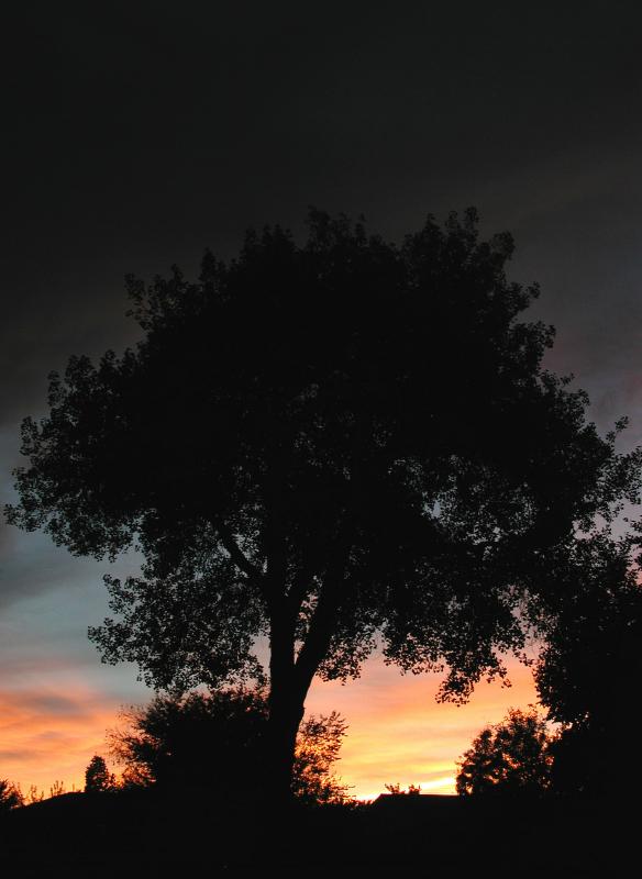 BibleParkCottonSilhouette