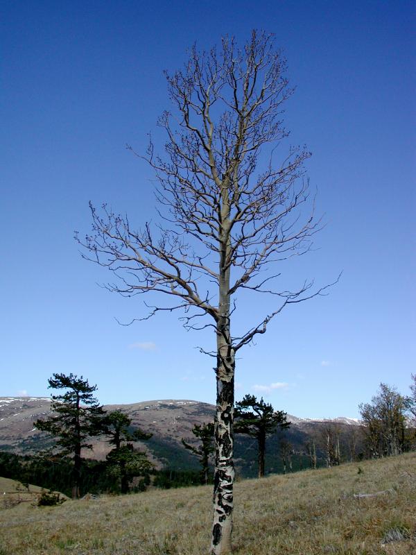 BlueAspen