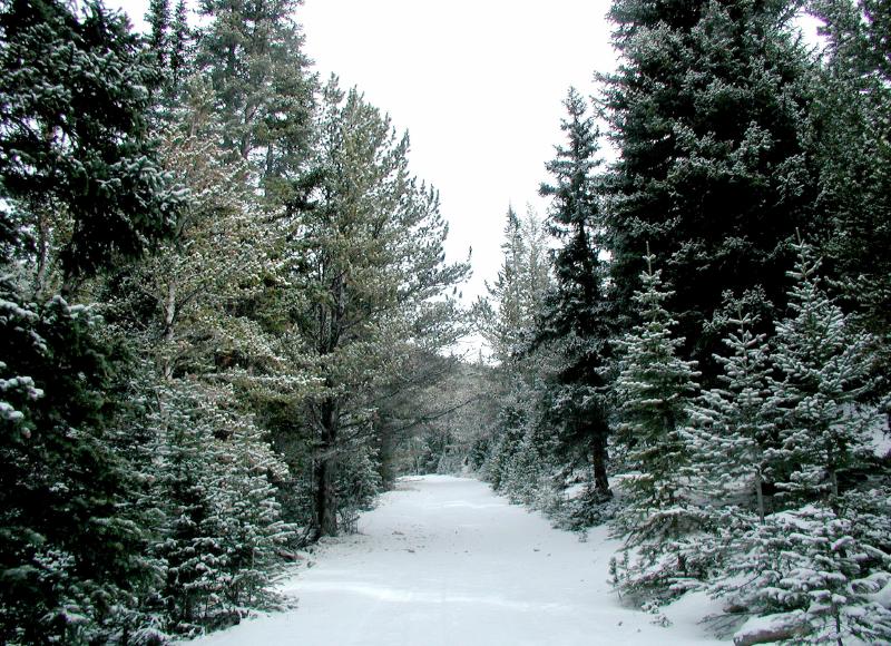 SnowyRoad