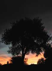 BibleParkCottonSilhouette