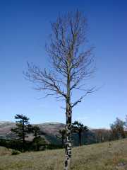 BlueAspen