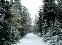 SnowyRoad