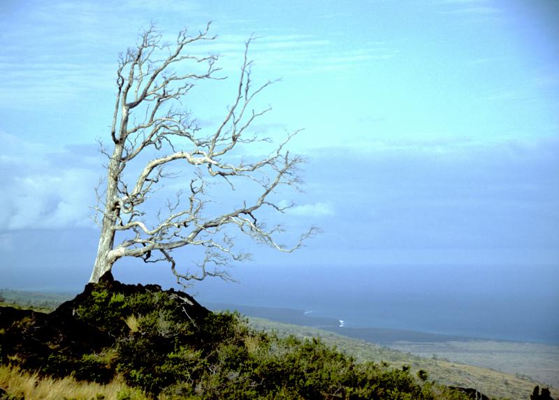 KilueaTree1ph