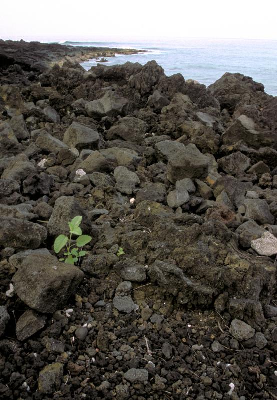 Kona.Coast1ph