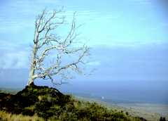 KilueaTree1ph