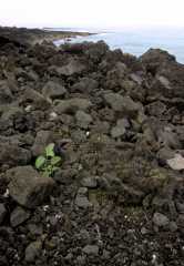 Kona.Coast1ph