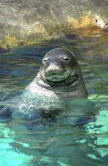 SeaLion1ph