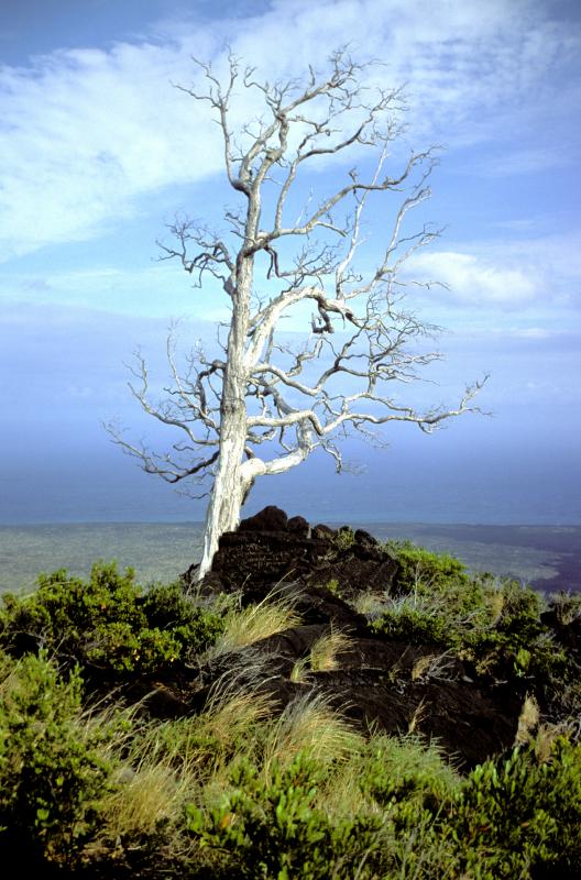 KilaueaTree2