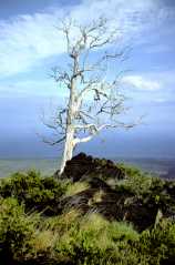 KilaueaTree2