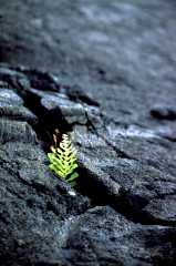 NewLife1