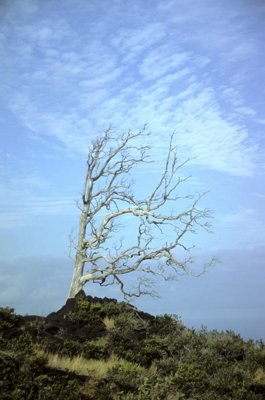 KilaueaTree3