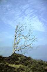 KilaueaTree3