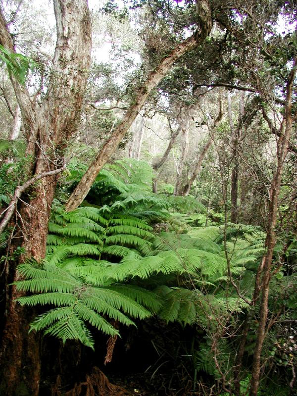070202.FernForest36rph