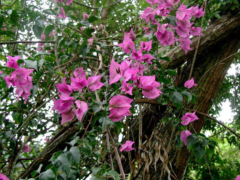 070302.WaipioValley34ph