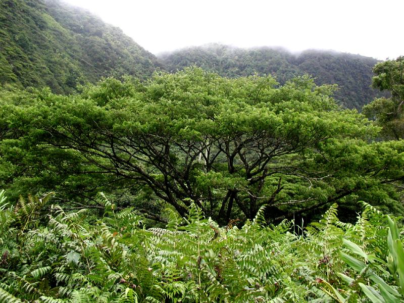 070302.WaipioValley49ph
