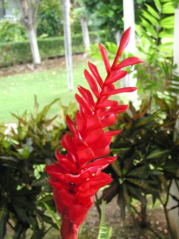 070402.KonaFlowers303rph