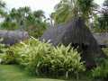 062702.PolynesianCC20